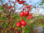"Früchte im Herbst" Copyright: VDN/Gabi Schumann