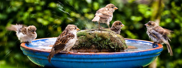 'Badetag im August' Copyright: VDN/Werner