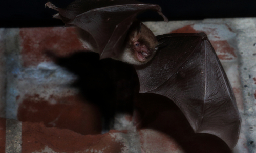 Wesen der Nacht © VDN / Klaus Mayhack