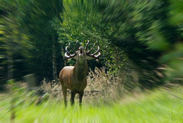Der Urschrei © VDN/Hartmut Sauter