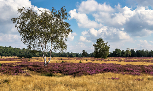 Die Niederlausitzer Heidelandschaft Die Niederlausitzer Heidelandschaft © VDN/Axel Küster