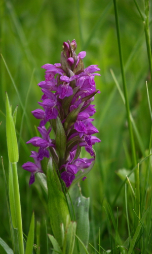 orchidee Bewaldete Höhen – Naturpark Fichtelgebirge