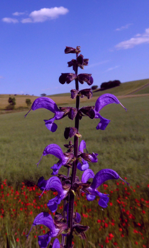 Der Wilde Salbei © VDN/Karl- Heinz H.