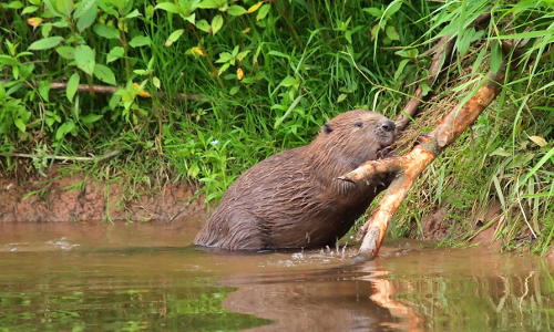 'Biber' Copyright: VDN / Harald Beyer 'Biber' Copyright: VDN / Harald Beyer