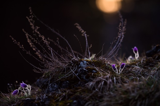 Pulsatilla-Felskopf - Copyright: VDN/Stephan Amm pulsatilla-felskopf