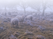  Foto des Monats: Schafskälte 