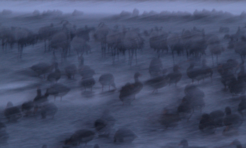 Schneesturm©VDN/Björn Nehrhoff