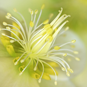 Ein Springbrunnen des Lebens! © VDN/Ulrike Sobick
