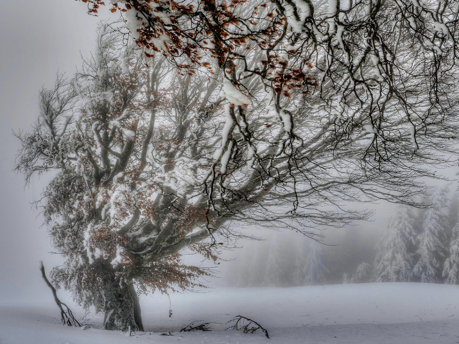 Foto des Monats: "Windbuchen" - Copyright: VDN/Thomas Kaiser