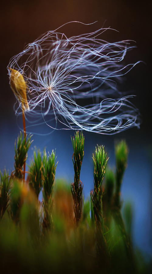 windspiel-im-moor-2-k_500x900