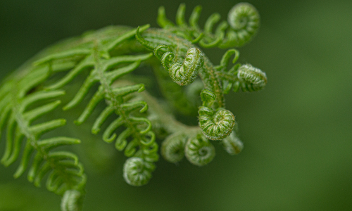 Zauberhafter Farn © VDN/Sabine Sternberg
