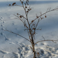 Mit dem Ranger unterwegs: Spurenlesen
