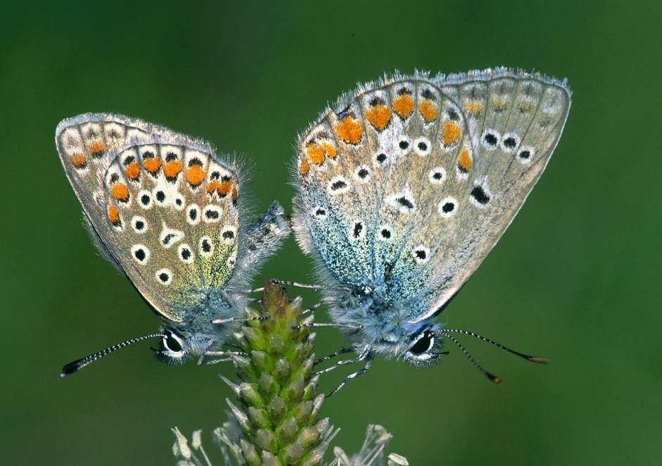 Bläulinge – © VDNRainer Hunold - Eichsfeld-Hainich-Werratal